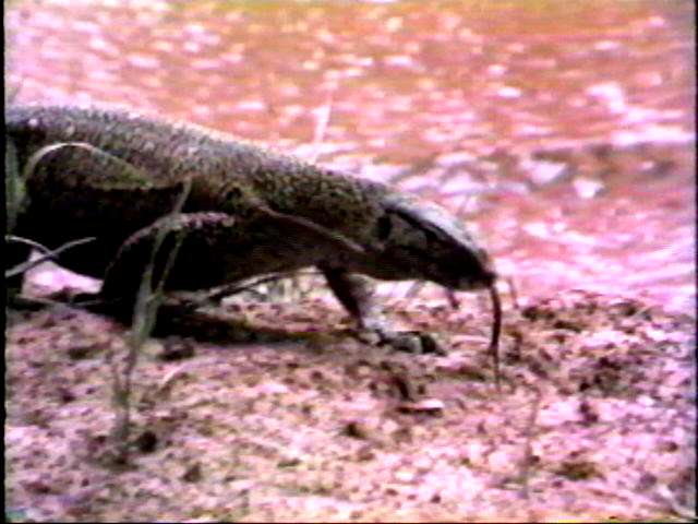 A monitor lizzard at Samburu.