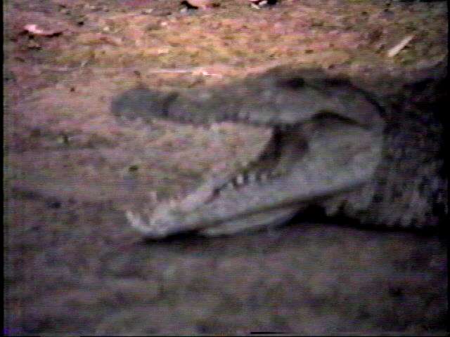 Crocodile at Samburu.