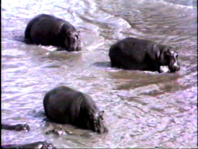 Hippos.