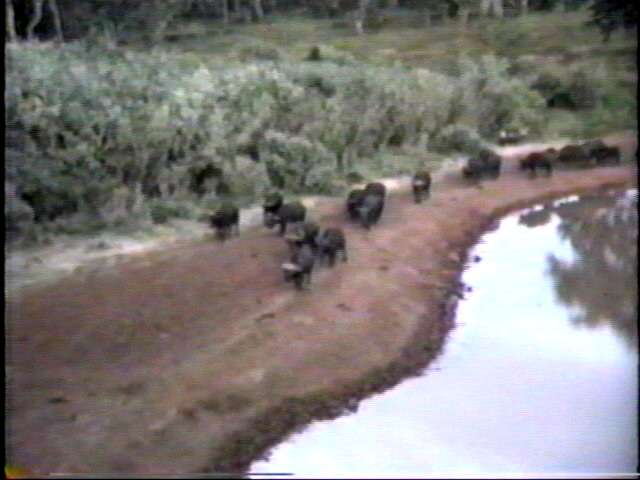 Cape buffalo at Treetops.