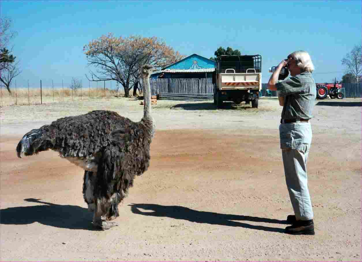 I'm taking a picture of an ostrich while Jim takes a picture of me