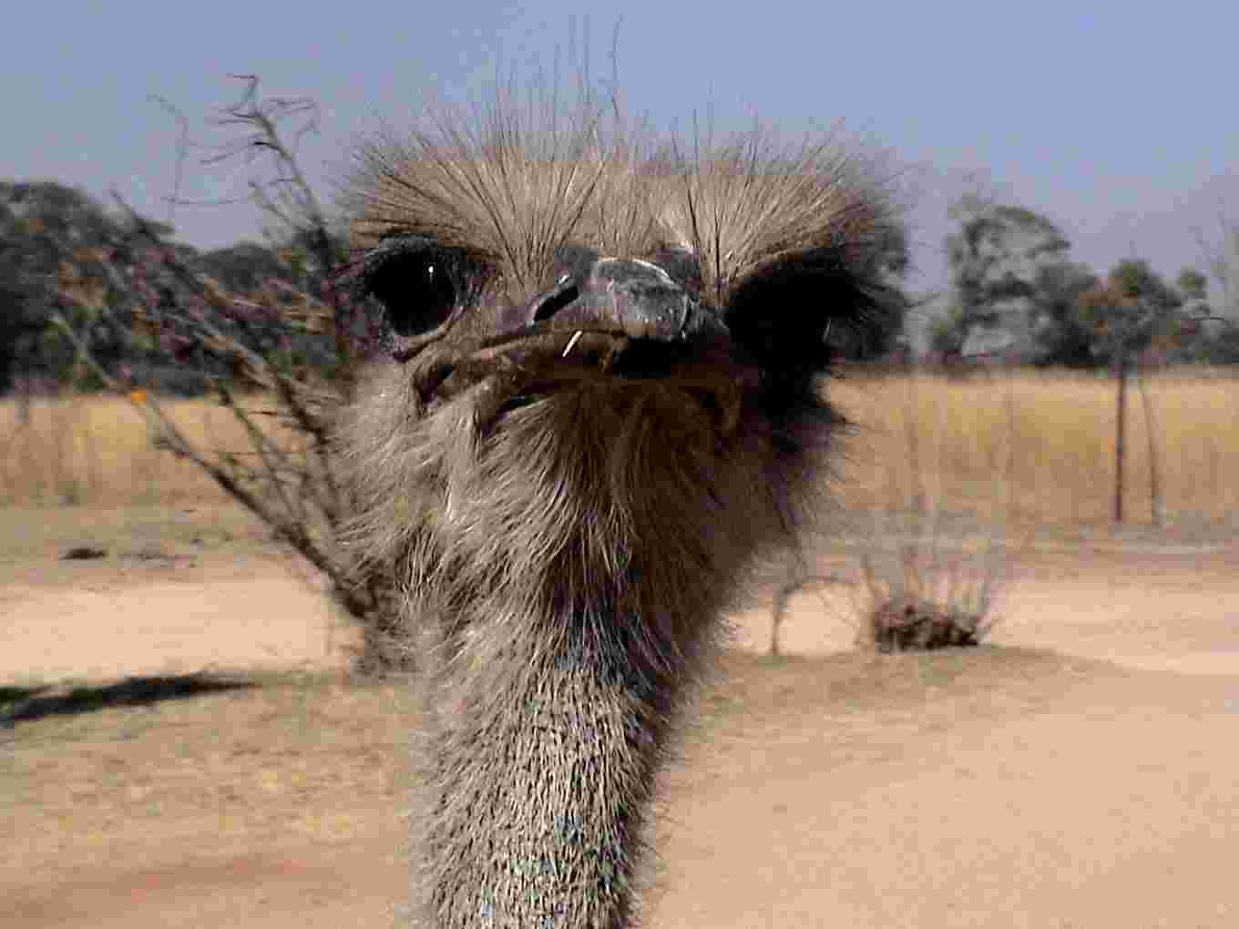 My picture of the ostrich