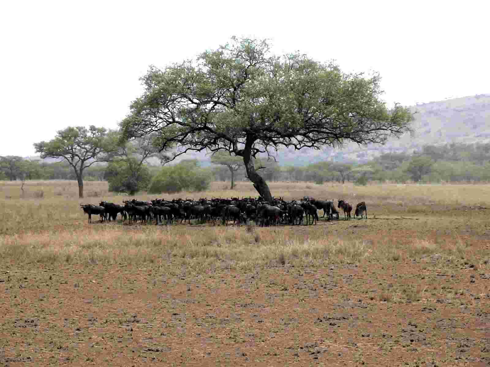 Wildebeests seek shade