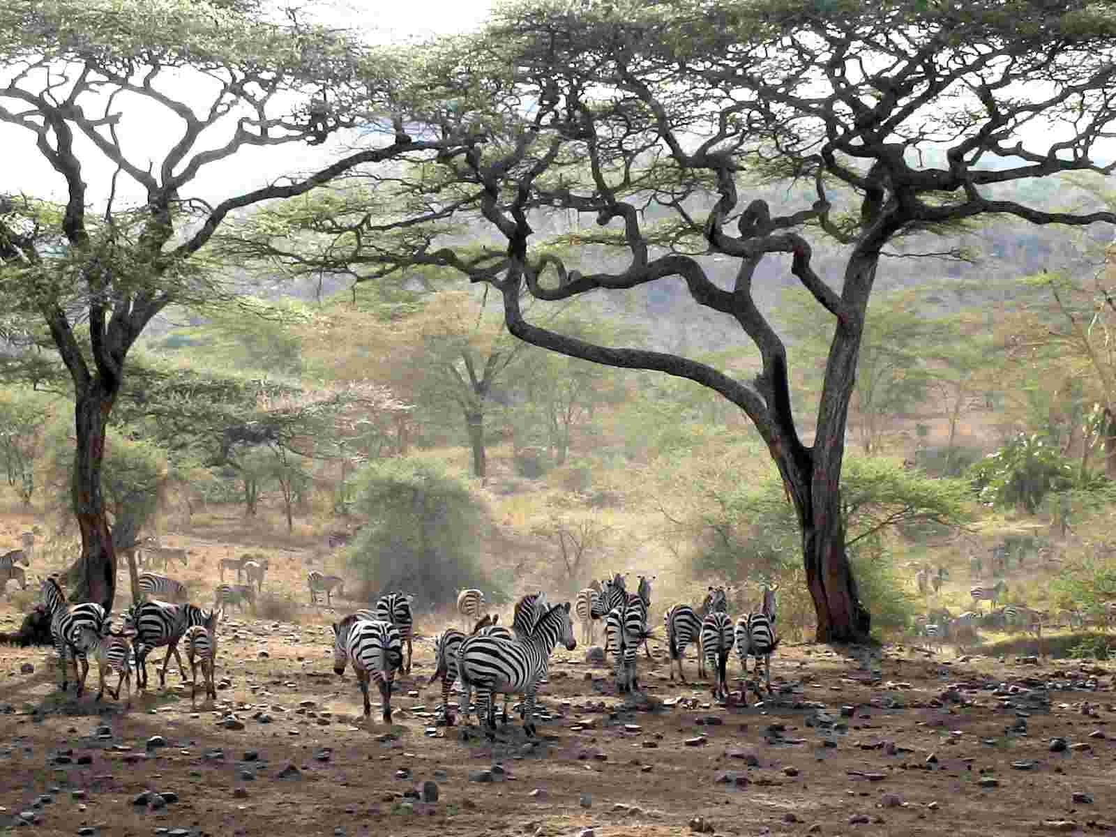 Zebras and acacia trees