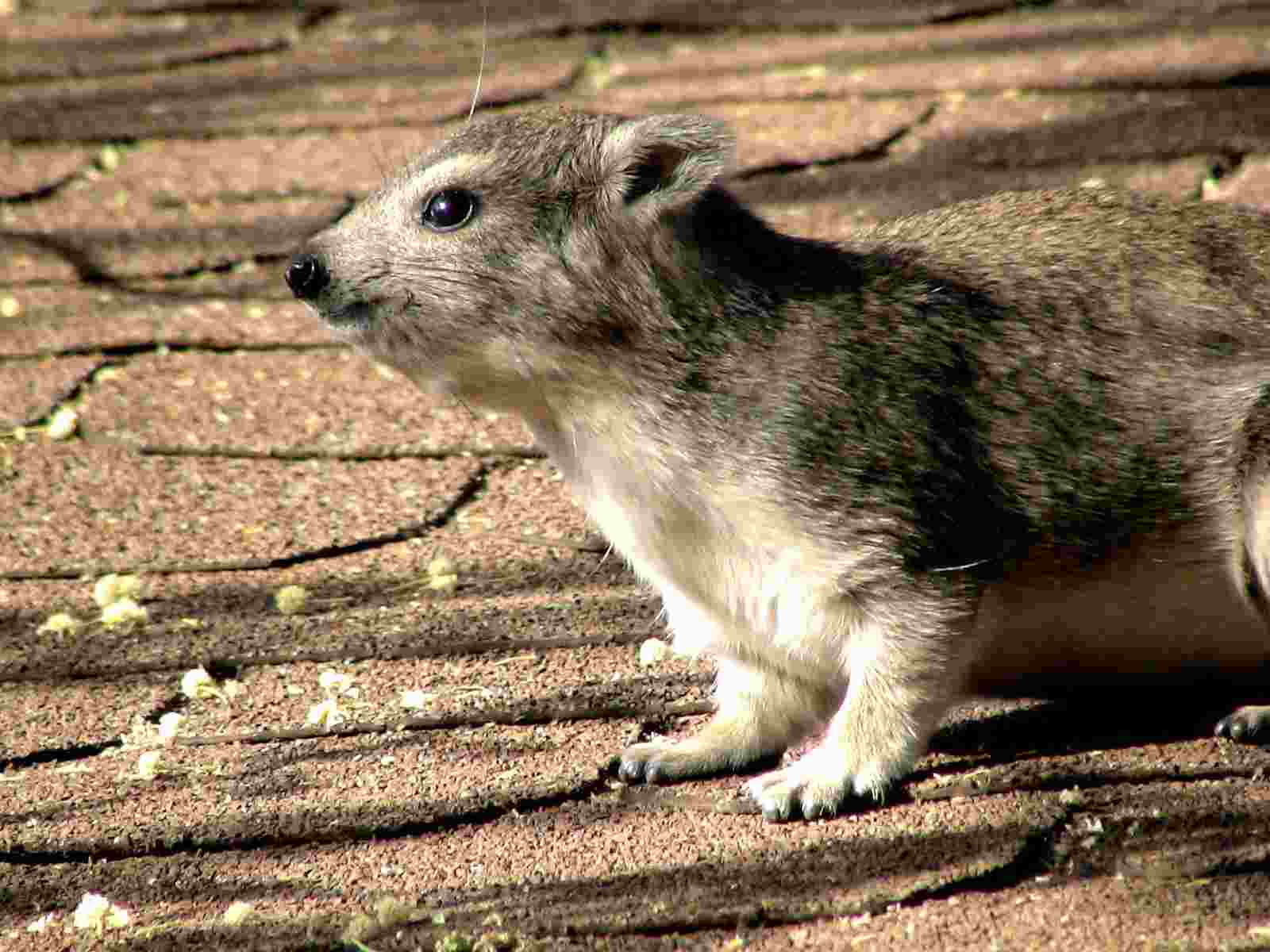 Hyrax Pet