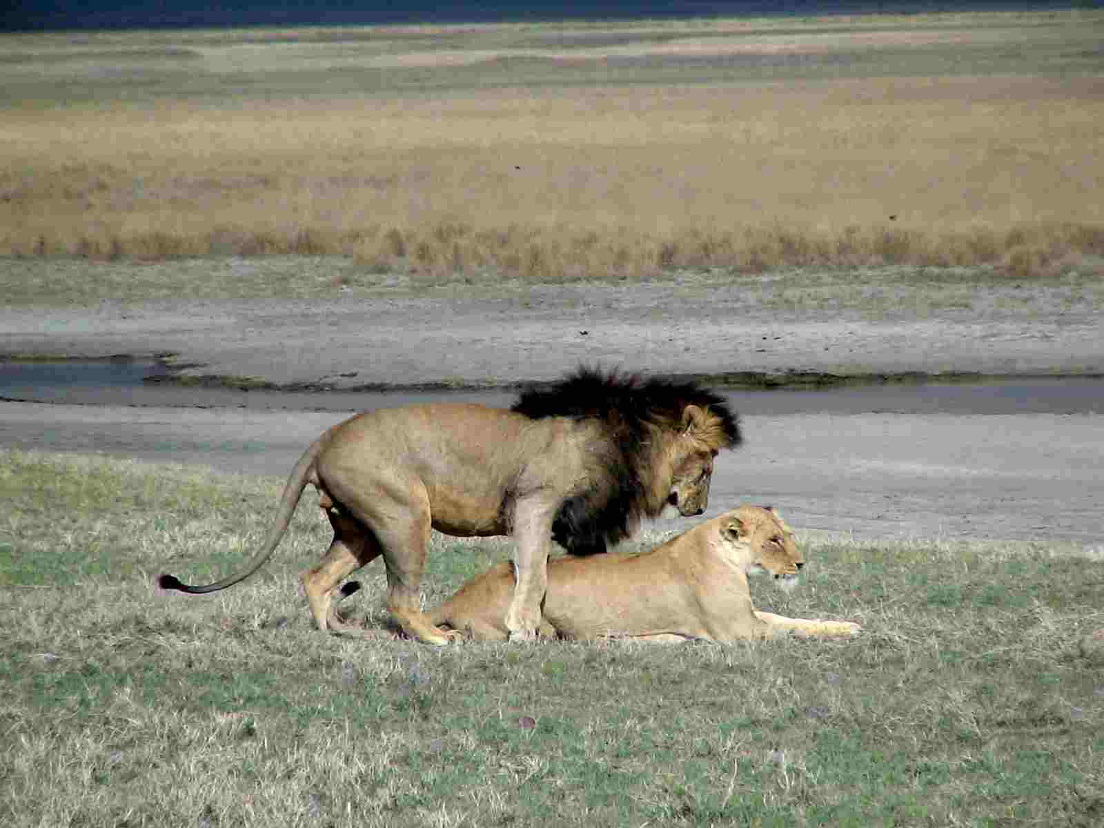 Lions about to mate
