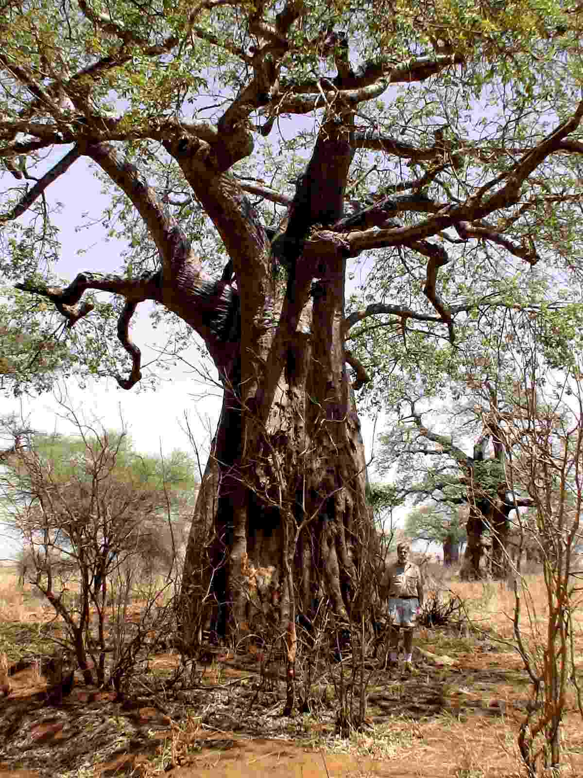 Jim stands next to a baobab tree
