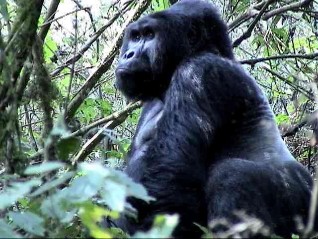 My best gorilla picture