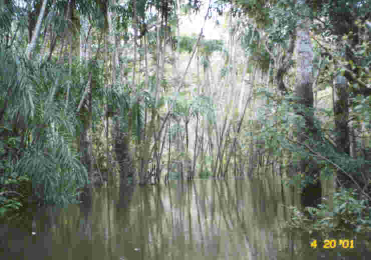 On route to the ant incident our boat actually 'entered' the jungle, for the water had risen 20 feet or so and allowed us to do so.  The sights were spectacular. Photo by JCG.