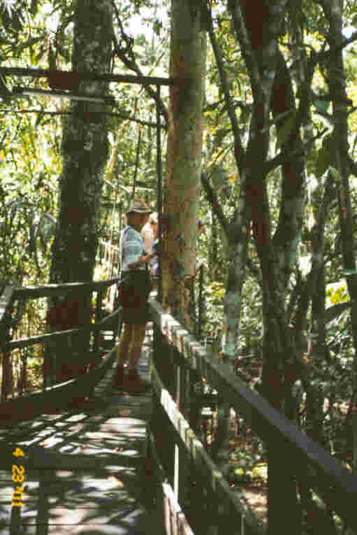 It's like a wooden walkway maze, with routes weaving in and out of the trees, all just six to ten feet above the waters of the Negro River. Photo by JCG.