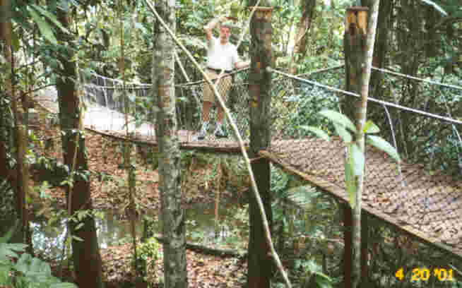 Although it looks like I'm in the thick of the jungle, actually I'm on Tropical Manaus property, just a few paces from the hotel itself.  My guess is the bridge was built for use by employees who parked their cars in a remote lot .  Photo by FCG.