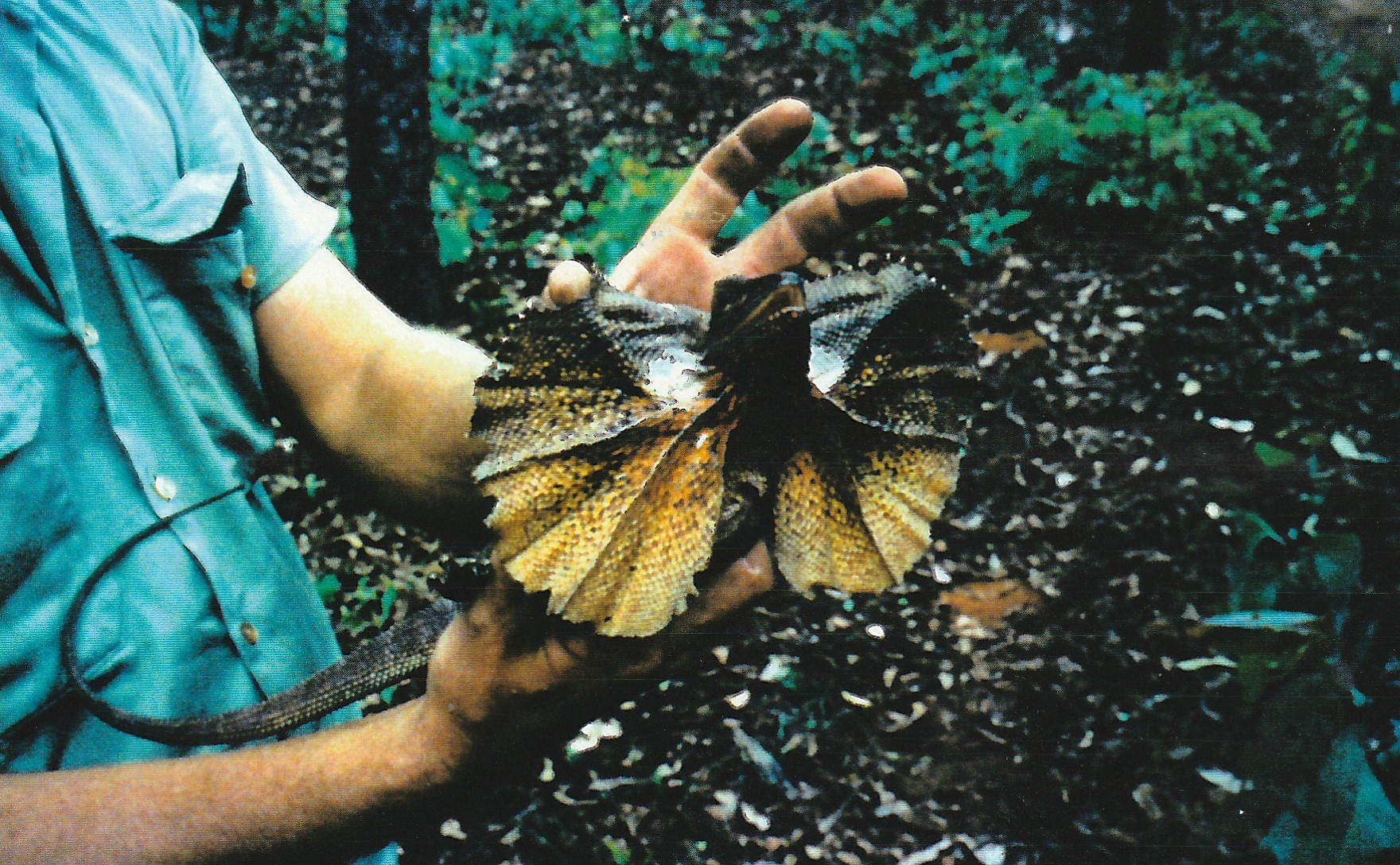 Frilled neck lizard.
