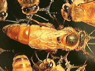 Source: http://yellowmagpie.com/about-bees-collectors-of-honey-and-providers-of-and-for-life/