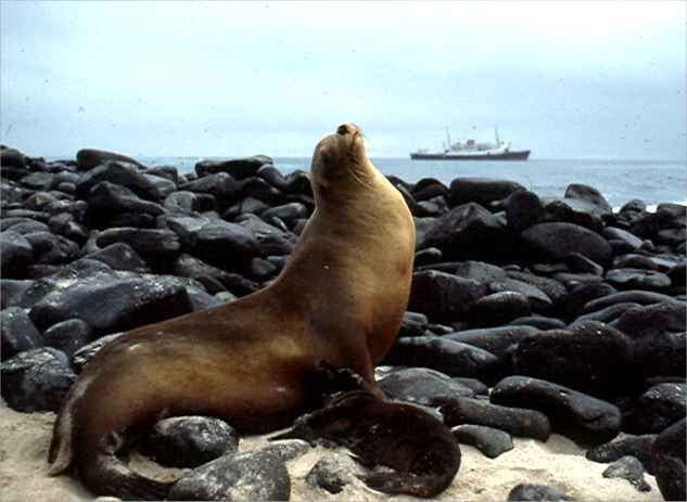 A really big sea lion greets us.  Photo by Dad.