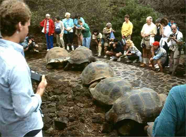 Giant Tortoises.  Photo by Dad.