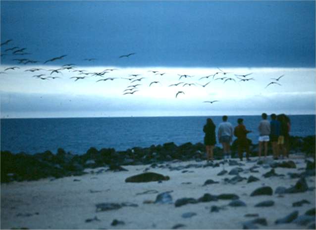 Birds fly over the Galapagos.  Photo by Dad.