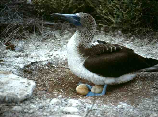 Blue-footed booby with eggs.  Photo by Dad.