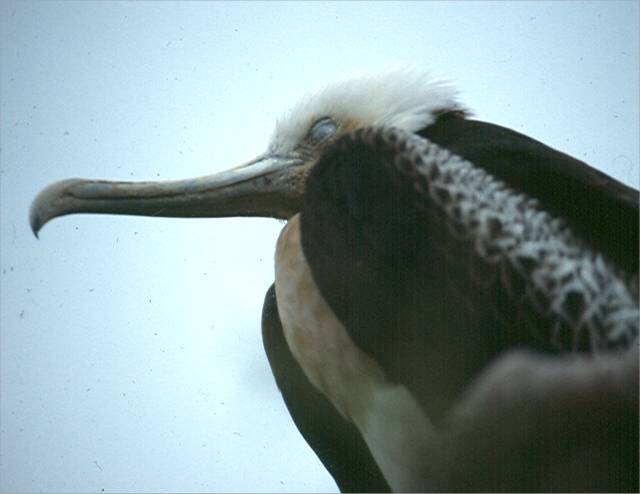 I think this is an albatross, but I'm not sure.  Photo by Dad.