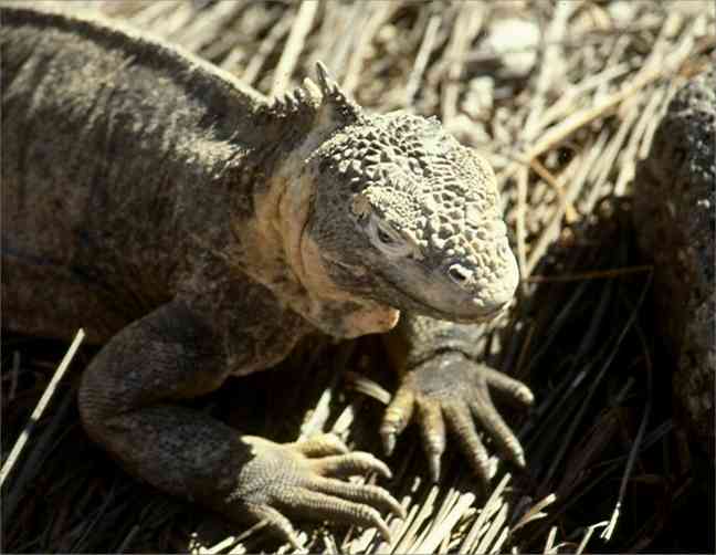 Land iguana.  Photo by Dad.