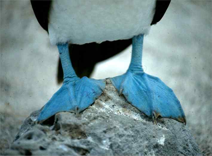 The feet are really blue!  Photo by Dad.