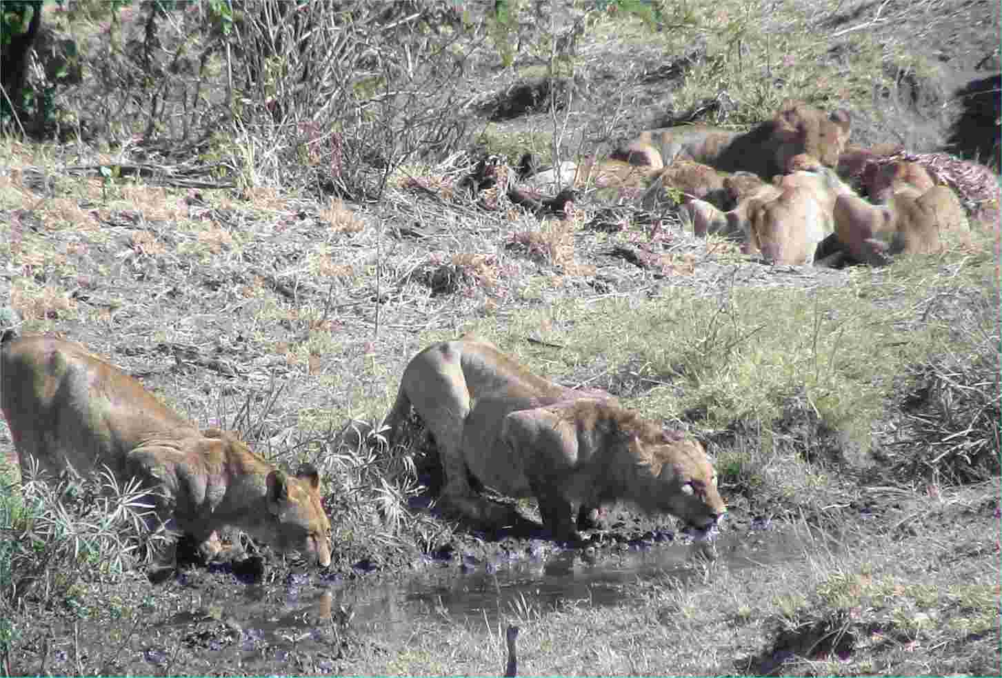 Lions eat their fill, then drink.  Photo by FG, Dec. 2005.