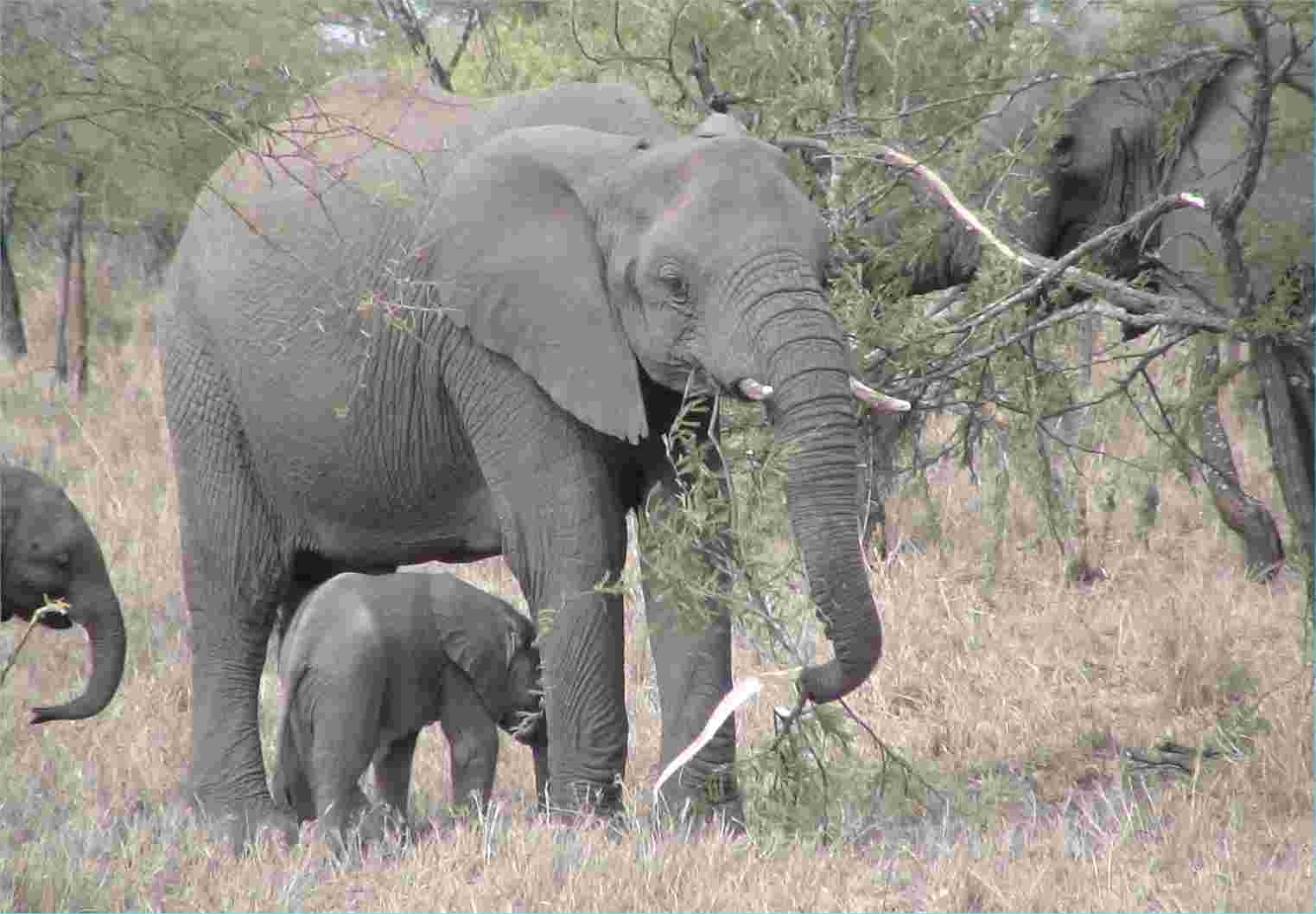 A very young elephant sticks close to other family members.  Photo by FG, Dec. 2005.