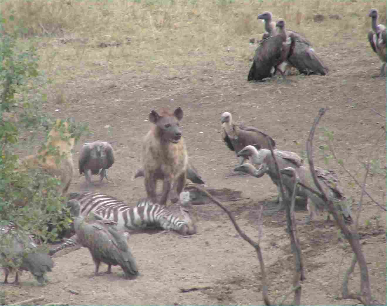 The hyenas eat first, then the vultures.  Photo by FG, Dec. 2005.