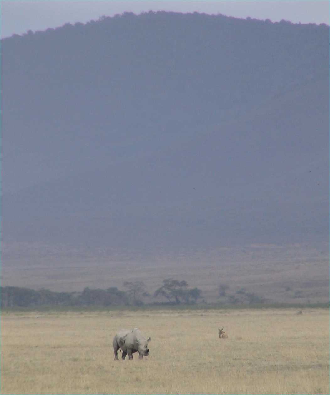 Black rhino.  Note the rim of the crater in the background.  Photo by FG, Dec. 2005.