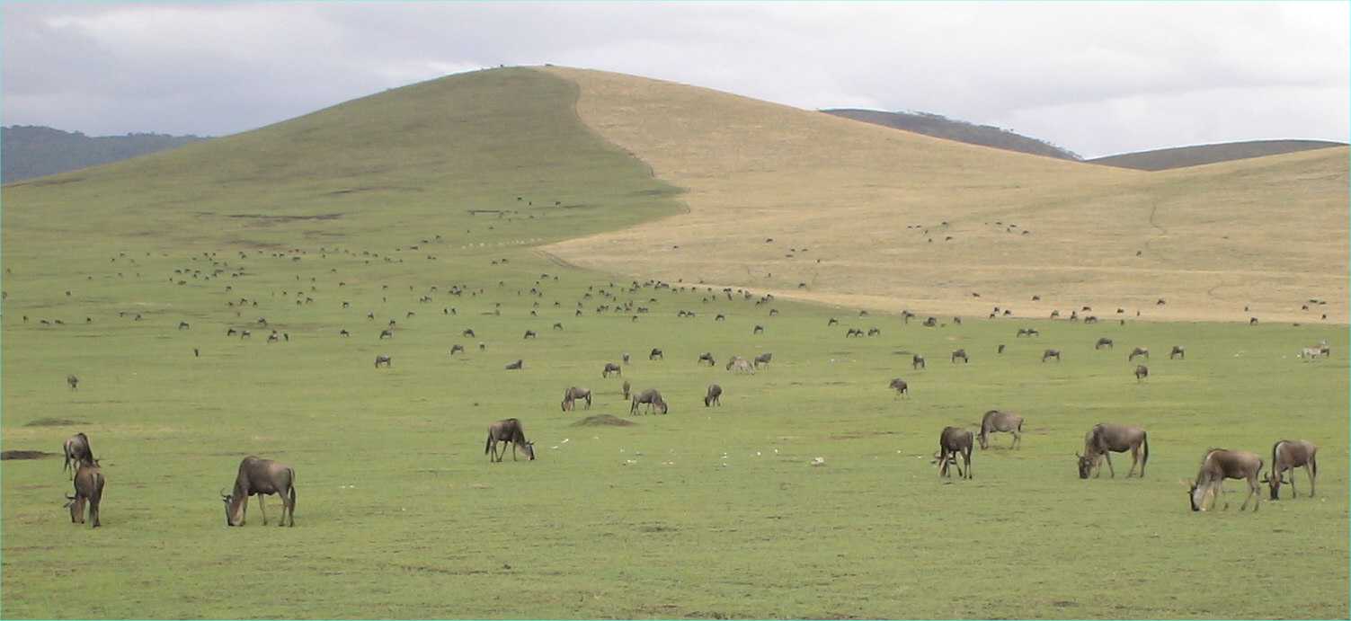 Wildebeeste graze at the edge of the crater floor.  The green grass has sprung back to life after the area was burned.  Photo by FG, Dec. 2005.