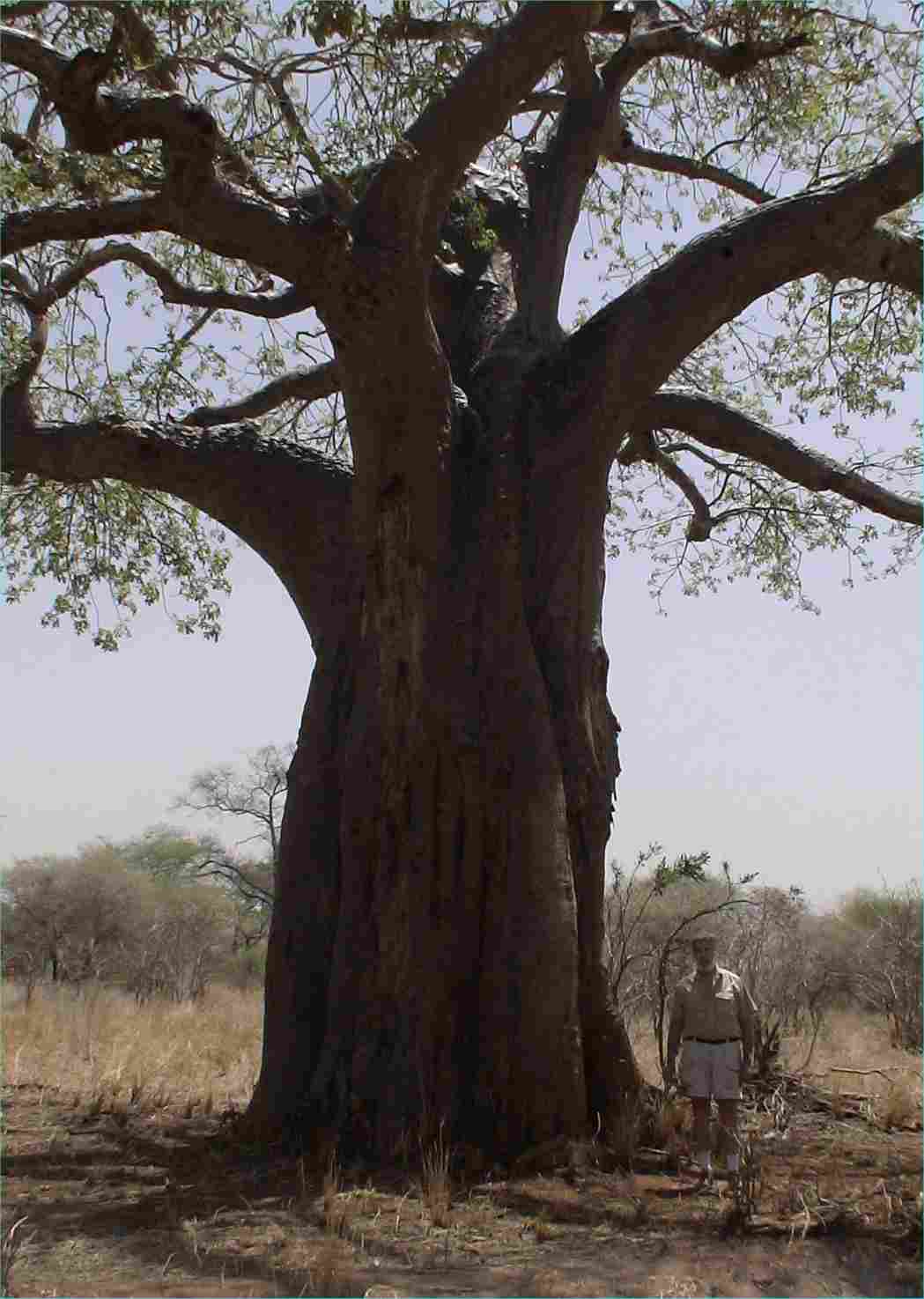 Jim shows how huge the Boabab tree is.  Elephants like to scrape off the bark and eat it.  Photo by FG, Dec. 2005.