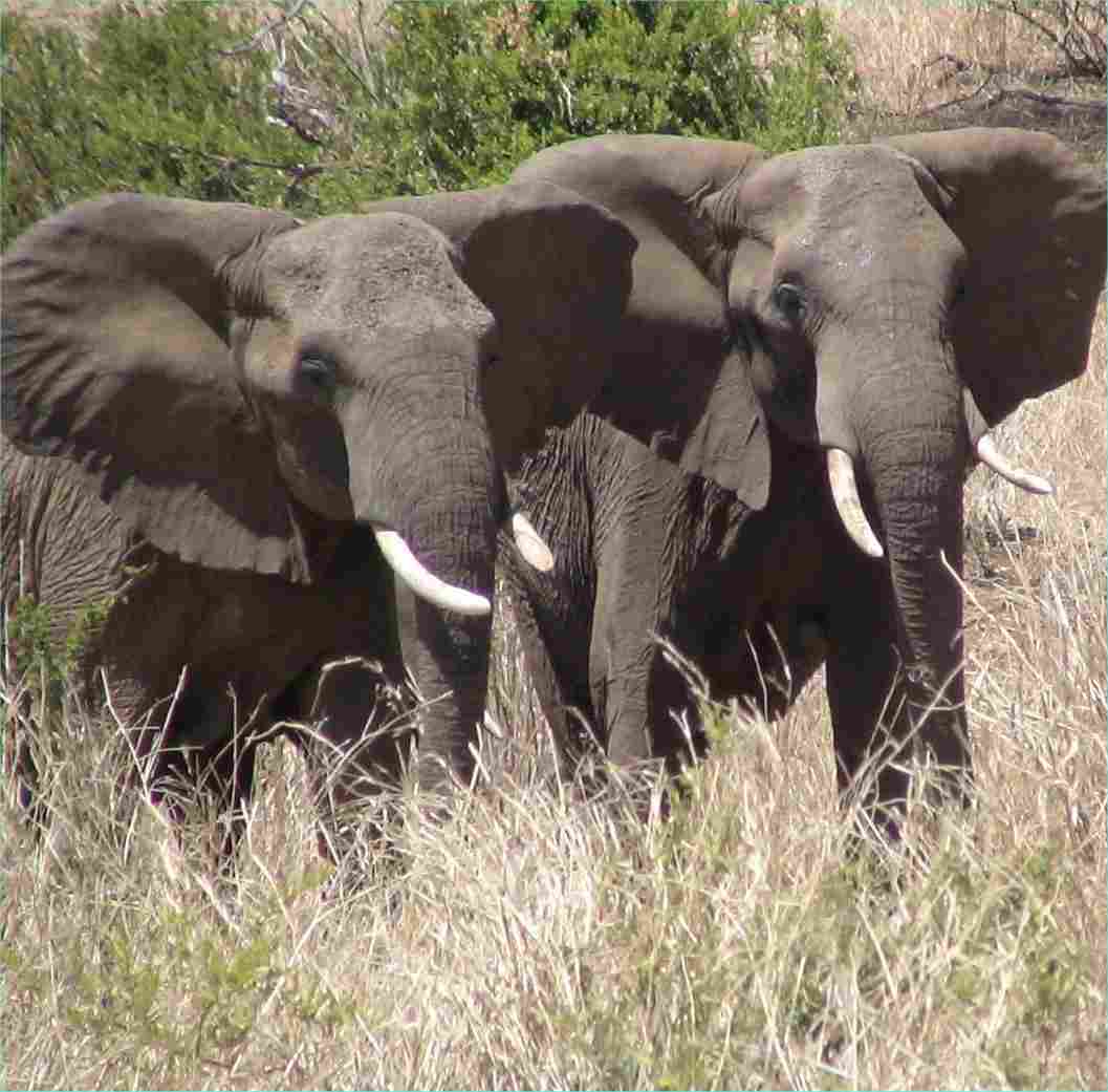 Elephants are leery of our presence.  Photo by FG, Dec. 2005.