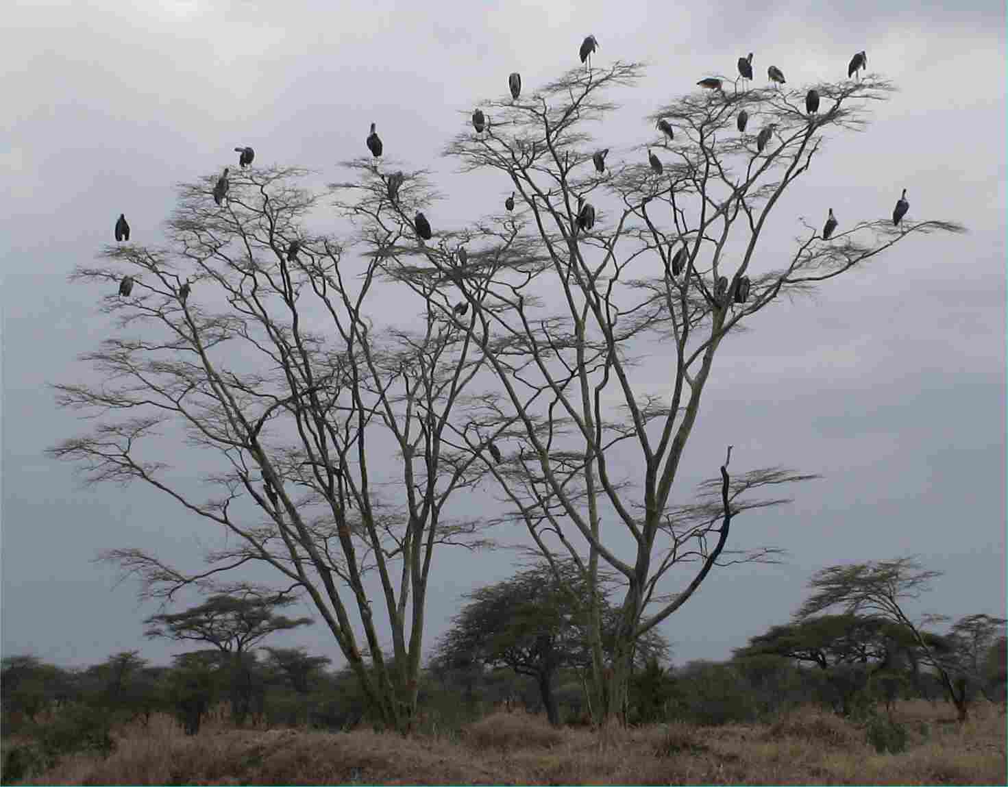 I think these are Marabou Storks sitting in the trees waiting for a turn at a nearby kill.  Photo by FG, Dec. 2005.