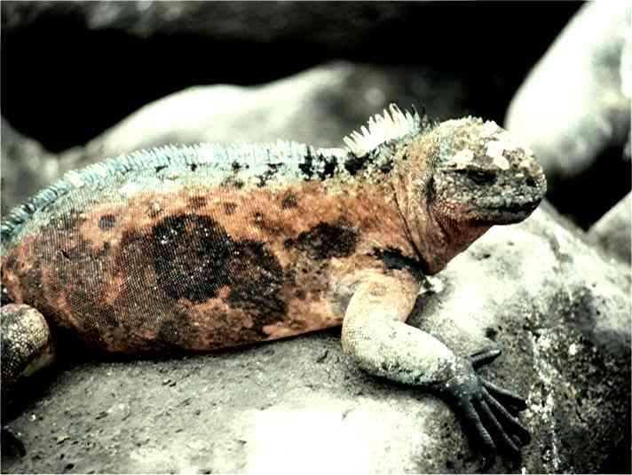 Handsome little devil, isn't he? Photo by FG.