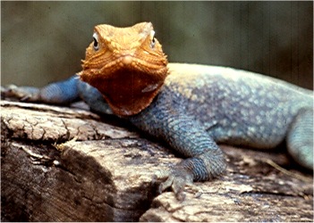 This lizzard couldn't have been more colorful. Photo by FG.