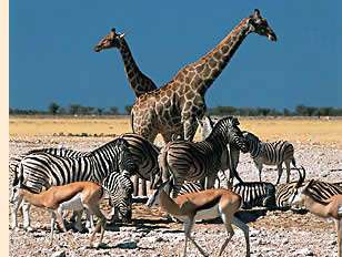 Game viewing at Etosha. Photo from the Internet: www.africaboundsafaris.com/itineraries_main.htm.