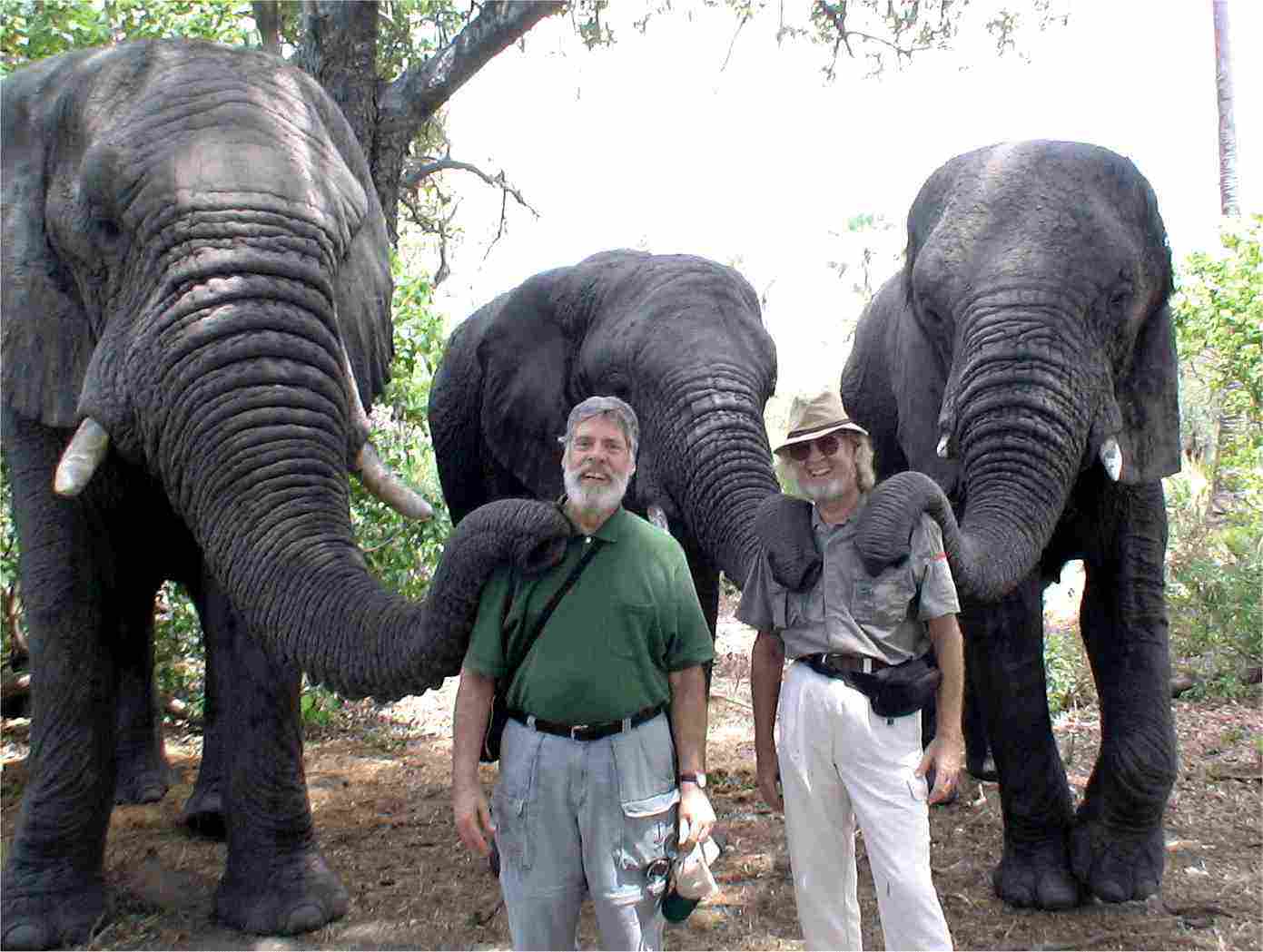 Those trunks are heavy! Photo by Douglas Alan Groves.
