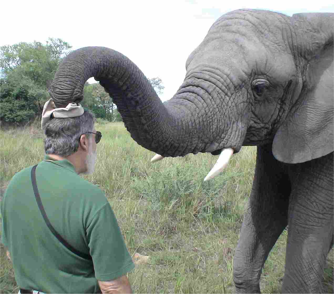 One of the elephants was taught to pluck a hat right off of your head and place it on its own head!  Photo by FG.