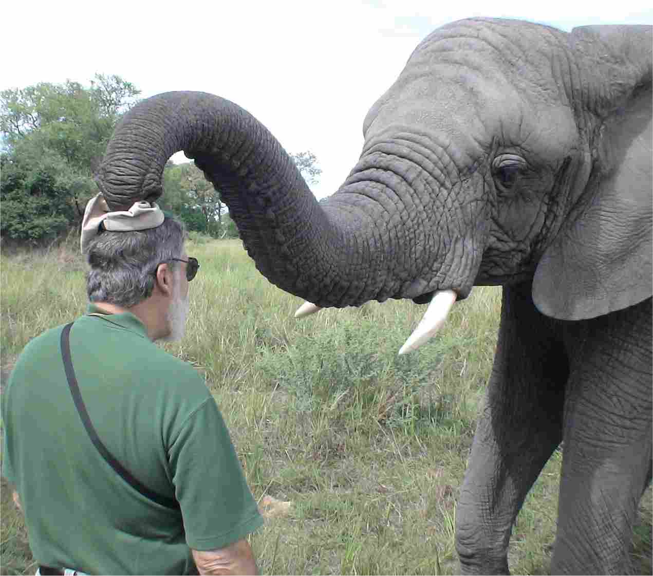 One of the elephants was taught to pluck a hat right off of your head and place it on its own head! Photo by FG.