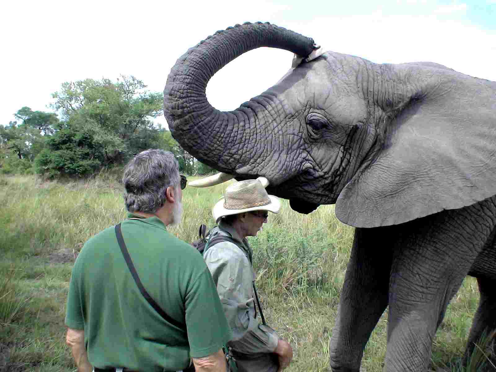 One of the elephants was taught to pluck a hat right off of your head and place it on its own head! Photo by FG.