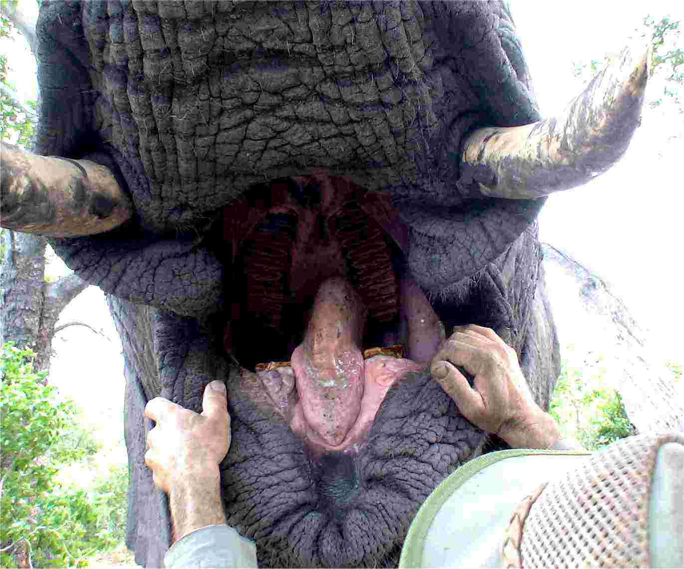 A look inside an elephant's mouth.  Photo by FG.