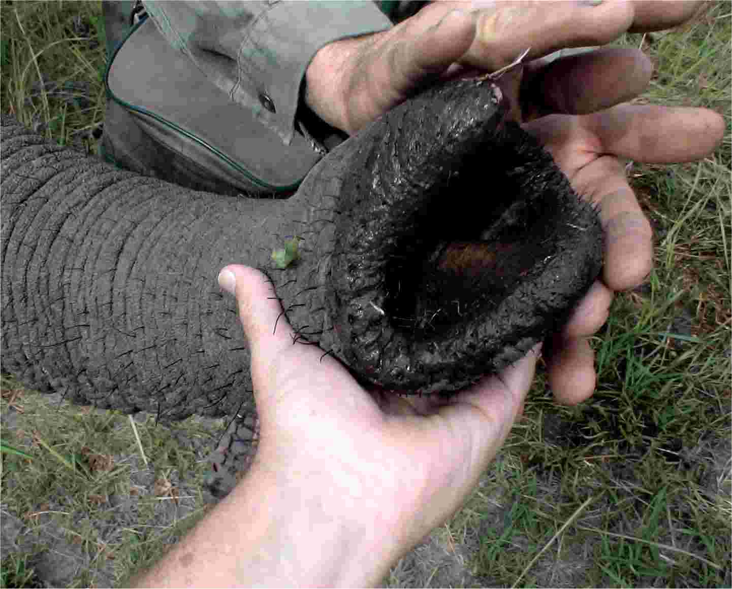 The elephant's trunk is in my hand! Photo by FG.