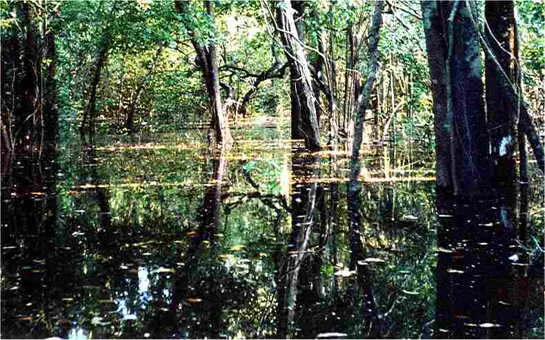 It was magical traveling along some of the streams and tiny waterways feeding the Amazon. Photo by brother Jim.
