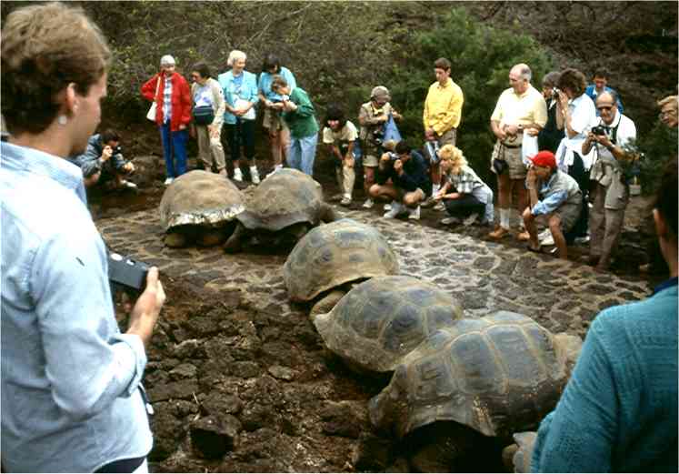 Tim (left) watches the tortoises.   Photo by FG.