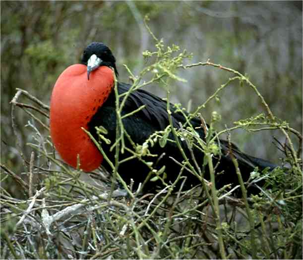 The Frigatebird displaying. Photo by FG.
