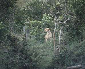 Cheetah. Photo by FG.