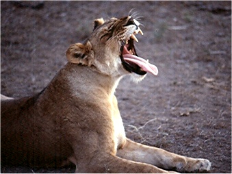 A lion yawns after arising from a late-afternoon nap.  Photo by FG.