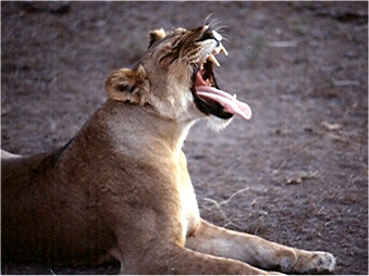 A lion yawns after arising from a late-afternoon nap. Photo by FG.