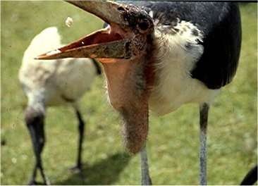 A marabou stork pops a scrap of bread in its mouth.  Photo by FG.