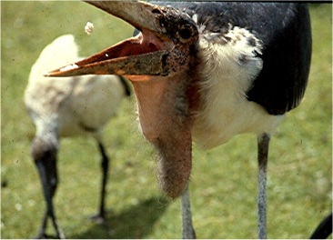 A marabou stork pops a scrap of bread in its mouth. Photo by FG.
