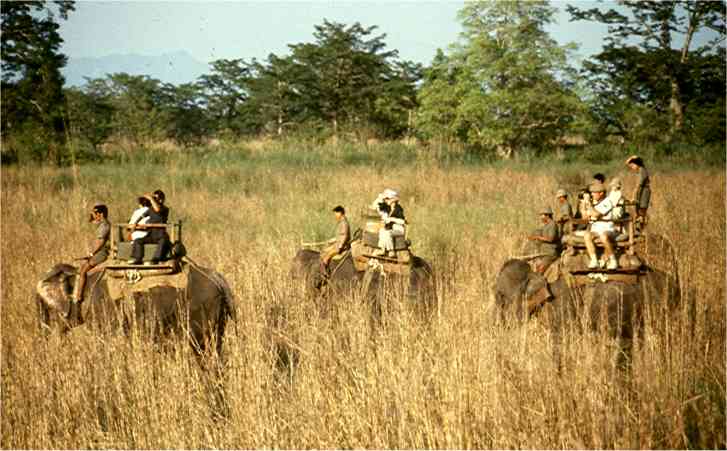 The elephant grass is just as tall as the elephants. Photo by FG.